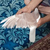 چپ سرخ خاله سیاه دار|پرنده|مشهد, بهمن|دیوار