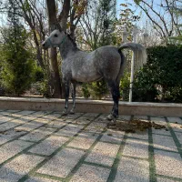 اسب مادیان با کره و کره از سهیل حیدر|اسب و تجهیزات اسبسواری|شهریار, شهرک امیریه|دیوار