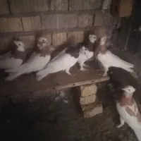 فروش 7عدد طوقی ناز دار، جوان. درجه یک