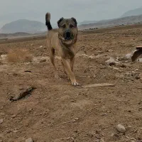 سگ دوساله|سگ|بیرجند, |دیوار