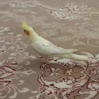 عروس هلندی|پرنده|مشهد, باغ فراگرد|دیوار