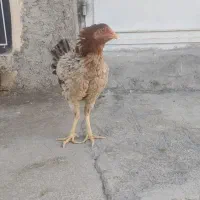 مرغ کرچ لاری