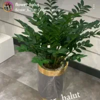 انواع درختچه و گل تزیینی و آویز|گل مصنوعی|ملایر, |دیوار