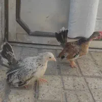 نیمچه جاپنیز زینتی منیاتوری|حیوانات مزرعه|مشهد, ویلاشهر|دیوار