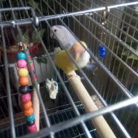 جوجهگرینچکسرلاکیوکوتوله،وکوتولهمولد|پرنده|بروجن, |دیوار