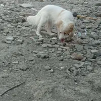 سگ ماده