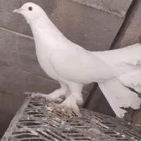 معاوضه دم چتری نر با ماده|پرنده|درمیان, |دیوار