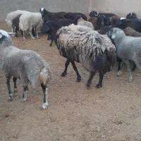 یک راس قوچ چالی چاق کار بلد|حیوانات مزرعه|پیشوا, |دیوار