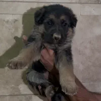 فروش ژرمن ماده
