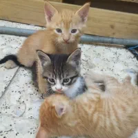 بچه گربه