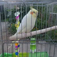 عروس هلندی