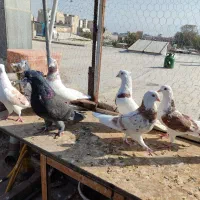 ۷ تا کفتر دونسته سرور شازده ..اسطوره.. به شرط همچی|پرنده|محمدشهر, شهرک چمران|دیوار