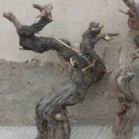 خریدار چوب انگور|خدمات باغبانی و درختکاری|نهاوند, |دیوار