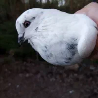 کبوتر نر