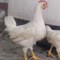 جوجه خروس