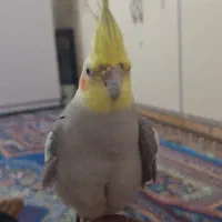 عروس هلندی جفت