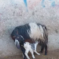 بزوبزغاله نر