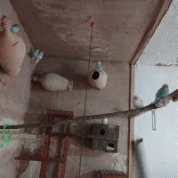 مرغ عشق|پرنده|تربت جام, شهرک معلم|دیوار