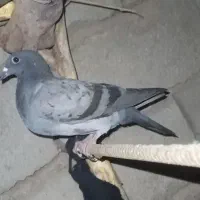 کفتر