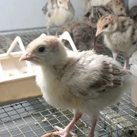 جوجه بوقلمون