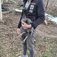 مرغ و خروس|حیوانات مزرعه|تهران, امام زاده عبدالله|دیوار