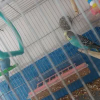 قفس و مرغ عشق جفت تضمینی|لوازم جانبی حیوانات|خوی, |دیوار