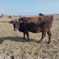 گاو شیری 7ماه حامله دوراس 195000000