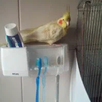 عروس هلندی گمشده