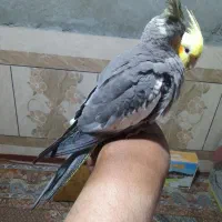 جوجه عروس|پرنده|سراوان, |دیوار