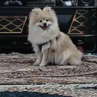 سگ پامرین ۱۱ ماه نر