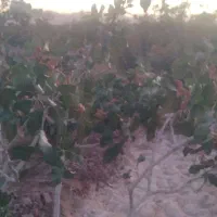 فروش ملک کشاورزی