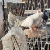 فروشی موقعیت خاش|پرنده|خاش, |دیوار