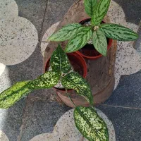 گیاه فیکوس لیراتا ، سانچزیا ،شفلرا ،بنجامین|گل و گیاه طبیعی|شیراز, شیخ روزبهان|دیوار