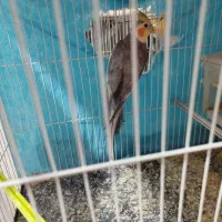 عروس هلندی|پرنده|چناران, |دیوار