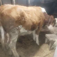 فروش فوری فوری