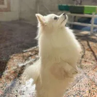پامر ماده ۸ ماهه