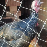 غاز. بوغلمون. خروس دو رگ.|حیوانات مزرعه|گنبد کاووس, |دیوار