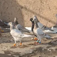 هفرنگ خطی|پرنده|اقبالیه, |دیوار