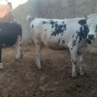 تلیسه آبستن