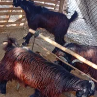 سه عدد کره نر طرح بزرگ کره خوب