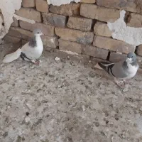 کبوتر بدرنگ ماده وخوشرنگ ماده به شرط|پرنده|دشتابی, |دیوار
