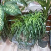 گیاهان اپارتمانی از۳۵۰ ببالا|گل و گیاه طبیعی|رستم‌آباد, |دیوار