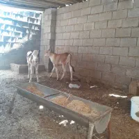گوساله نر