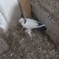 کبوتر الوان و لوتی