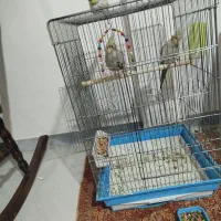 سه عدد عروس هلندی نرو ماده زیبا جوان کاملا دستی|پرنده|کرمانشاه, |دیوار