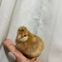 جوجه مرغ محلی یک هفته ای