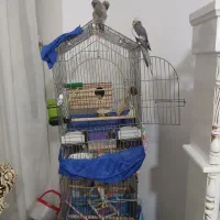 عروس هلندی|پرنده|ماهدشت, |دیوار