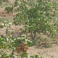 باغ پسته 34هزار متر کاشان|فروش دفتر صنعتی، کشاورزی، تجاری|کاشان, مشکات|دیوار