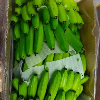 مسلط به امور اداری