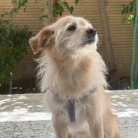 گمشده
